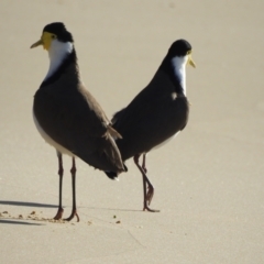 Vanellus miles at Narooma, NSW - 29 May 2023