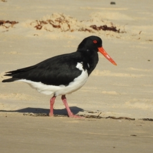 Haematopus longirostris at Narooma, NSW - suppressed