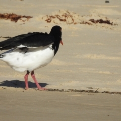 Haematopus longirostris at Narooma, NSW - suppressed