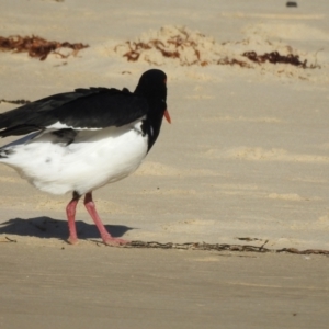 Haematopus longirostris at Narooma, NSW - 29 May 2023