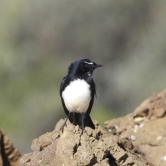 Rhipidura leucophrys at Narooma, NSW - 29 May 2023