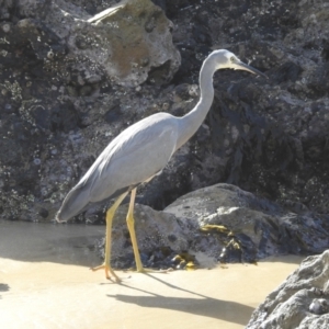 Egretta novaehollandiae at Narooma, NSW - 29 May 2023