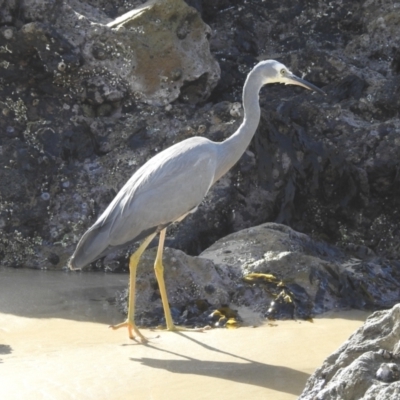 Egretta novaehollandiae (White-faced Heron) at Narooma, NSW - 29 May 2023 by GlossyGal