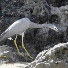 Egretta novaehollandiae at Narooma, NSW - 29 May 2023