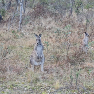 Macropus giganteus (Eastern Grey Kangaroo) at Mount Mugga Mugga - 6 Jun 2023 by Mike