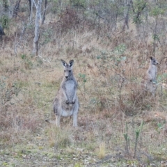 Macropus giganteus (Eastern Grey Kangaroo) at O'Malley, ACT - 6 Jun 2023 by Mike