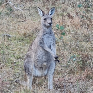 Macropus giganteus at O'Malley, ACT - 6 Jun 2023 03:43 PM