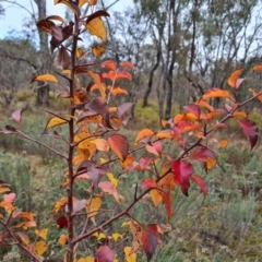 Pyrus calleryana (Callery Pear) at Mount Mugga Mugga - 6 Jun 2023 by Mike