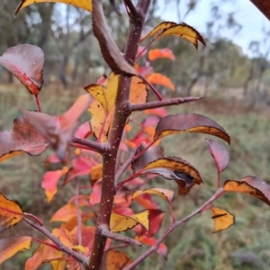 Pyrus calleryana at O'Malley, ACT - 6 Jun 2023