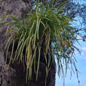 Lomandra longifolia at O'Malley, ACT - 6 Jun 2023 03:54 PM