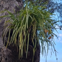 Lomandra longifolia (Spiny-headed Mat-rush, Honey Reed) at O'Malley, ACT - 6 Jun 2023 by Mike