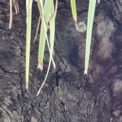 Lomandra longifolia at O'Malley, ACT - 6 Jun 2023 03:54 PM