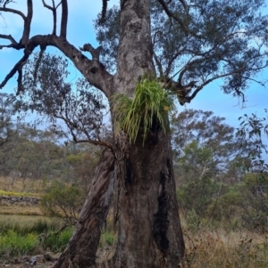 Lomandra longifolia at O'Malley, ACT - 6 Jun 2023