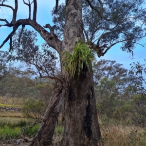 Lomandra longifolia at O'Malley, ACT - 6 Jun 2023 03:54 PM