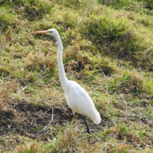 Ardea alba at Genoa, VIC - 31 May 2023