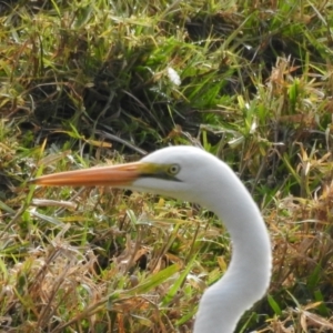 Ardea alba at Genoa, VIC - 31 May 2023 02:04 PM