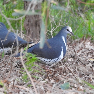 Leucosarcia melanoleuca (Wonga Pigeon) at Mallacoota, VIC - 31 May 2023 by GlossyGal