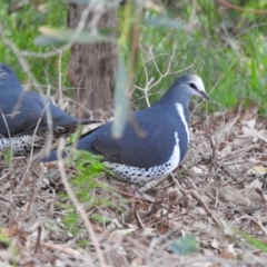 Leucosarcia melanoleuca (Wonga Pigeon) at Mallacoota, VIC - 31 May 2023 by GlossyGal