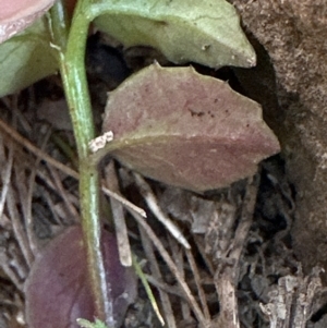 Lobelia purpurascens at Kangaroo Valley, NSW - 6 Jun 2023