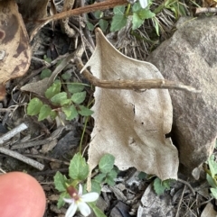 Lobelia purpurascens at Kangaroo Valley, NSW - suppressed