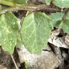 Lobelia purpurascens at Kangaroo Valley, NSW - 6 Jun 2023