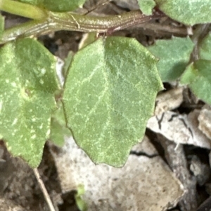 Lobelia purpurascens at Kangaroo Valley, NSW - 6 Jun 2023