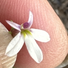 Lobelia purpurascens at Kangaroo Valley, NSW - suppressed