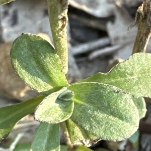 Gamochaeta purpurea at Kangaroo Valley, NSW - suppressed