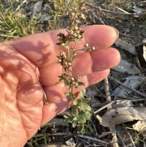 Gamochaeta purpurea at Kangaroo Valley, NSW - 6 Jun 2023