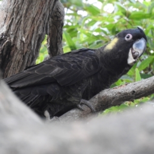 Zanda funerea at Mallacoota, VIC - 31 May 2023 04:24 PM