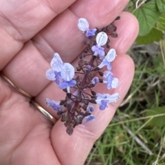 Plectranthus parviflorus (Cockspur Flower) at Kangaroo Valley, NSW - 6 Jun 2023 by lbradleyKV