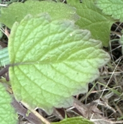 Coleus australis at Kangaroo Valley, NSW - 6 Jun 2023