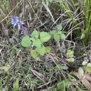 Coleus australis at Kangaroo Valley, NSW - 6 Jun 2023