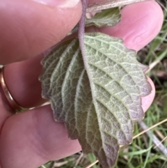 Coleus australis at Kangaroo Valley, NSW - 6 Jun 2023