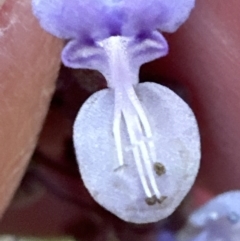 Coleus australis at suppressed - suppressed