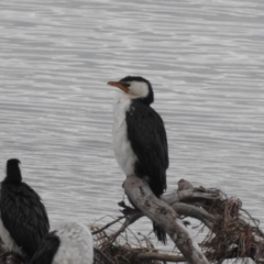 Microcarbo melanoleucos (Little Pied Cormorant) at Mallacoota, VIC - 31 May 2023 by GlossyGal