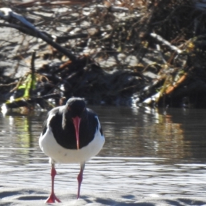 Haematopus longirostris at Mallacoota, VIC - 2 Jun 2023