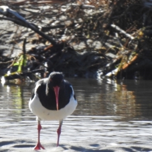 Haematopus longirostris at Mallacoota, VIC - suppressed