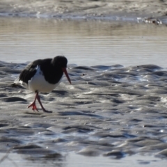 Haematopus longirostris at Mallacoota, VIC - suppressed