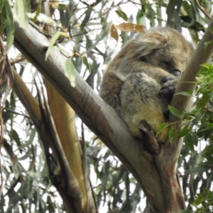 Phascolarctos cinereus at Mallacoota, VIC - 2 Jun 2023