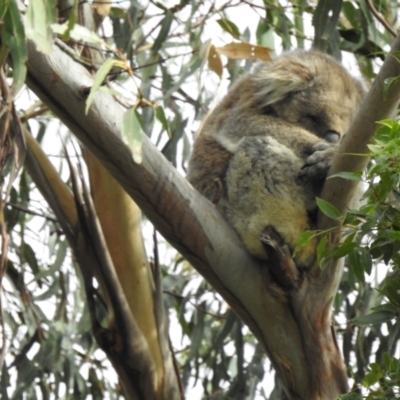 Phascolarctos cinereus (Koala) at Mallacoota, VIC - 2 Jun 2023 by GlossyGal