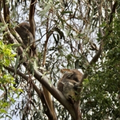 Phascolarctos cinereus at Mallacoota, VIC - 2 Jun 2023