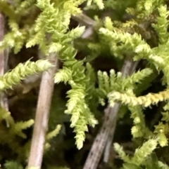 Thuidiopsis sparsa at Kangaroo Valley, NSW - 6 Jun 2023 by lbradleyKV