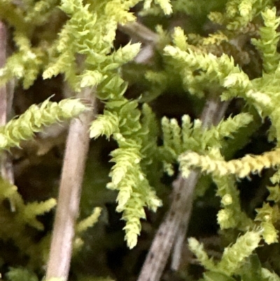 Thuidiopsis sparsa at Kangaroo Valley, NSW - 6 Jun 2023 by lbradleyKV