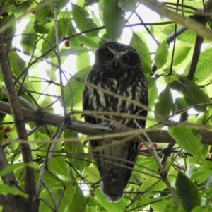 Ninox boobook at Mallacoota, VIC - 2 Jun 2023 11:26 PM