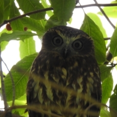 Ninox boobook at Mallacoota, VIC - 2 Jun 2023 11:26 PM