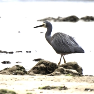 Egretta novaehollandiae at Mallacoota, VIC - 2 Jun 2023