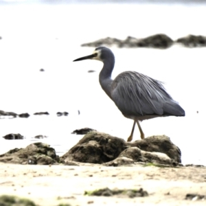 Egretta novaehollandiae at Mallacoota, VIC - 2 Jun 2023 11:40 PM
