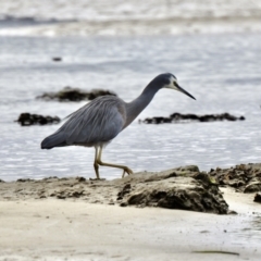 Egretta novaehollandiae at Mallacoota, VIC - 2 Jun 2023