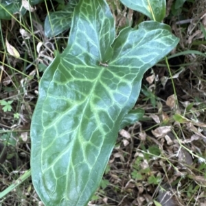 Arum italicum at Kangaroo Valley, NSW - suppressed